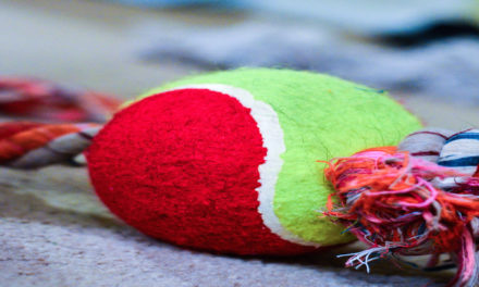 DIY Dog Toys For This Christmas