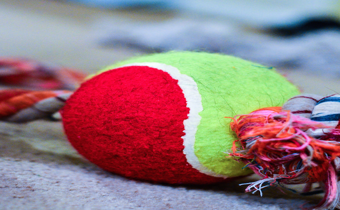 DIY Dog Toys For This Christmas