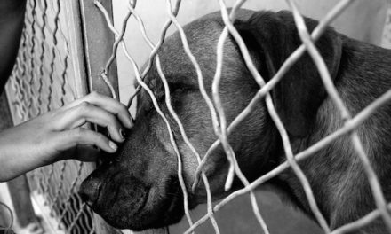 Florida Bill Aims To Make Animal Abuse A Nationwide Felony