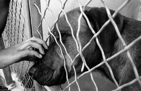 Florida Bill Aims To Make Animal Abuse A Nationwide Felony