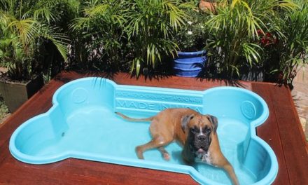 These Dog Pools Are Great For Summertime Play