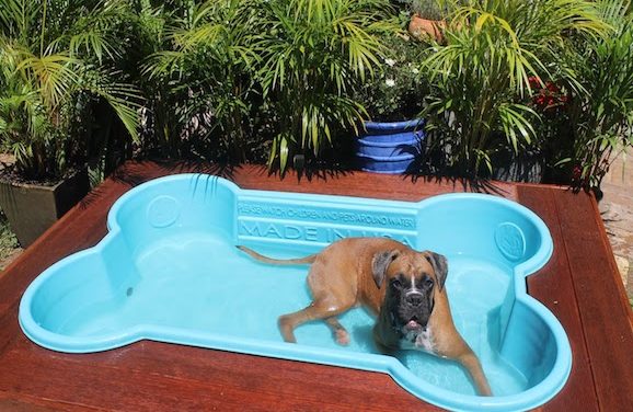 These Dog Pools Are Great For Summertime Play