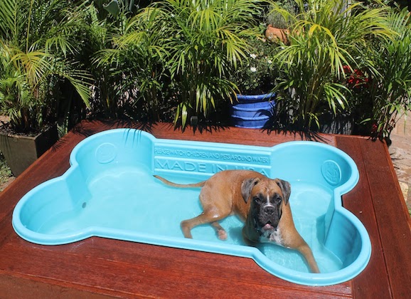 Bone shaped dog pool discount