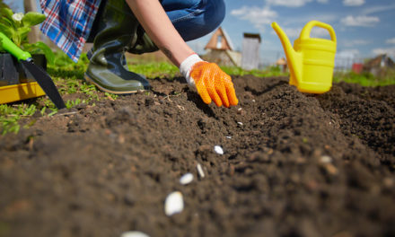 Add These Versatile Vegetables to Your Fall Garden Lineup