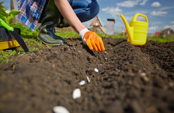 Add These Versatile Vegetables to Your Fall Garden Lineup