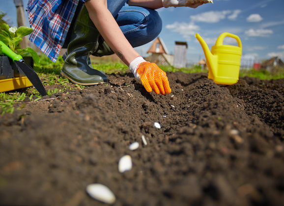 The Overall Benefits of School-Provided Gardens on the Education System