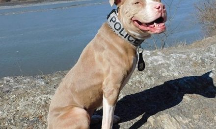 Police Now Using Rescue Pit Bulls For K9 Units