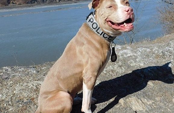 Police Now Using Rescue Pit Bulls For K9 Units