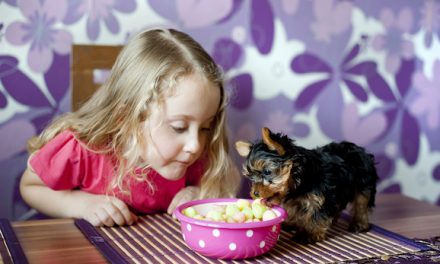 Thanksgiving Leftovers That Are Not Safe To Feed Your Dog