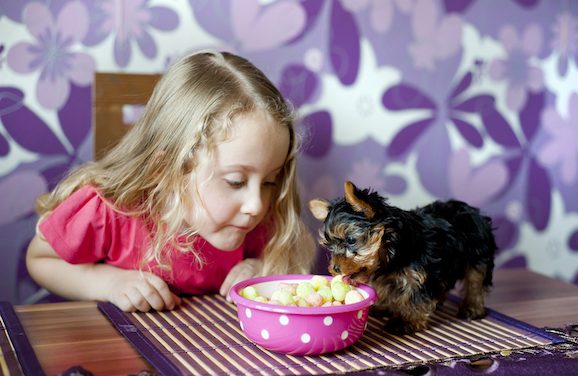 Thanksgiving Leftovers That Are Not Safe To Feed Your Dog