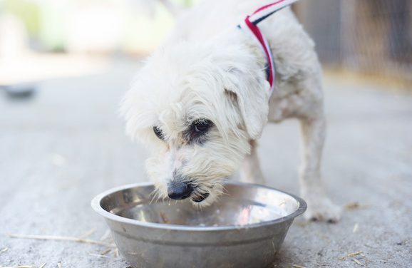 New Petition Asks For Food Stamps To Include Pet Food