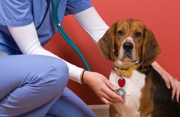 Dog Flu Is Real, How To Spot It
