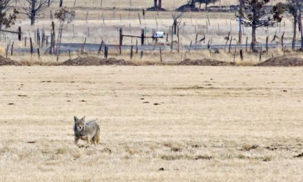 Protective Vest Keeps Dogs Safe From Coyotes