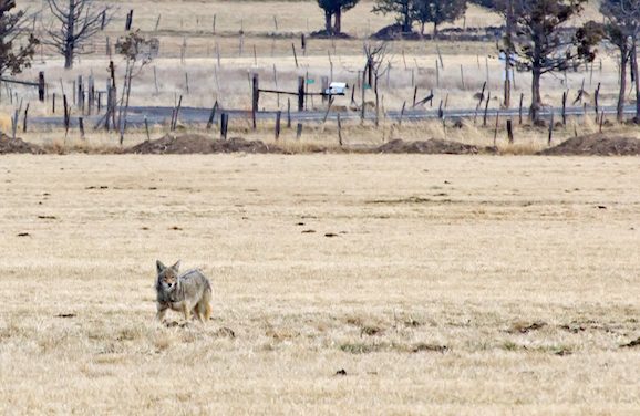 Protective Vest Keeps Dogs Safe From Coyotes