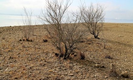 Arizona Is In A Drought, What You Can Do To Help