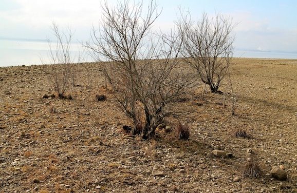 Arizona Is In A Drought, What You Can Do To Help