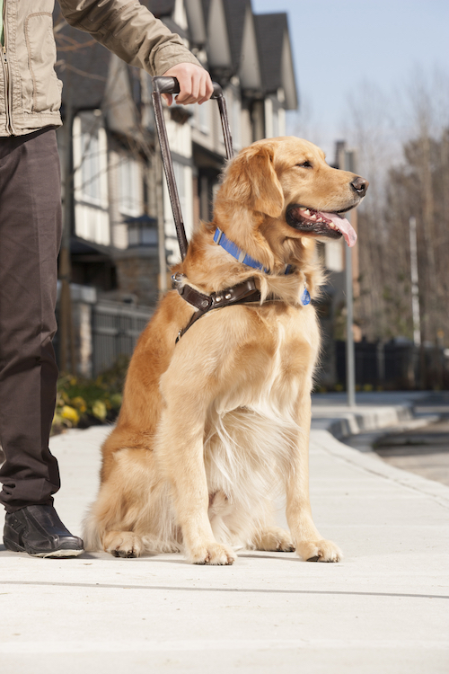 PetSmart Giving Away Free Dog Booties SmartFem Magazine