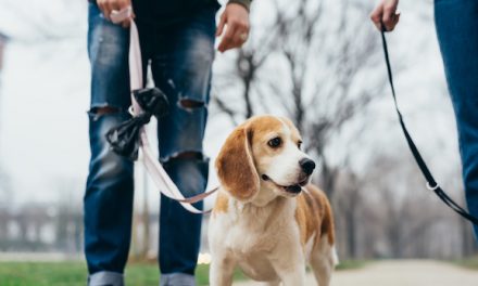 PetSmart Giving Away Free Dog Booties