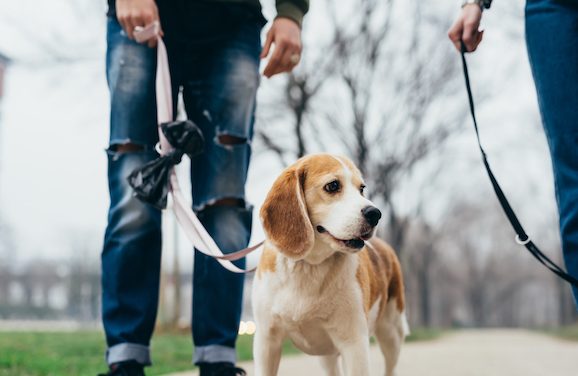 PetSmart Giving Away Free Dog Booties