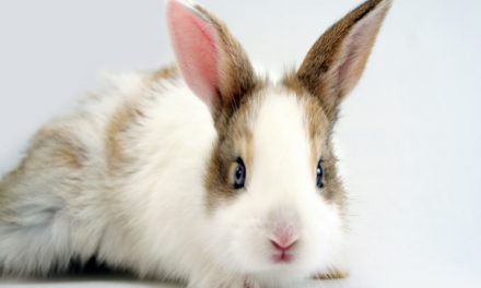 California Passes Bill Banning Animal Testing on Products