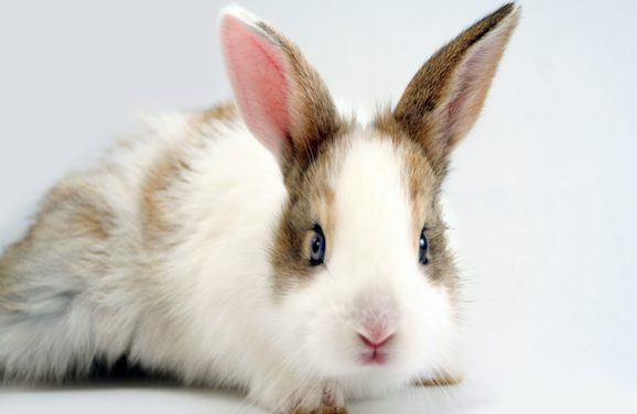 California Passes Bill Banning Animal Testing on Products